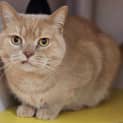 Photo of Cheddar