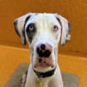 Photo of Bindi