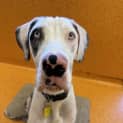 Photo of Bindi