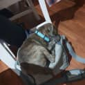 Photo of Ollie 10 Week Old Staffy X (Trial)