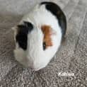 Photo of Kahlua