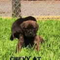 Photo of Chevy