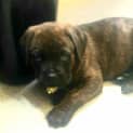 Photo of Chevy