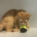 Photo of Gingernut