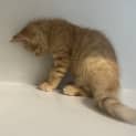 Photo of Gingernut