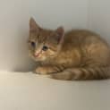 Photo of Gingernut