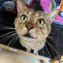 Photo of Peso
