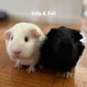 Photo of Indy & Evii