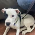 Photo of Dariah 4 Month Old Shar Pei X Staffy (Trial)