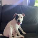 Photo of Dariah 4 Month Old Shar Pei X Staffy (Trial)