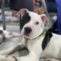 Photo of Dariah 4 Month Old Shar Pei X Staffy (Trial)