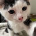 Photo of Sylvester Located In Bentleigh East