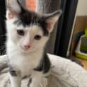 Photo of Sylvester Located In Bentleigh East