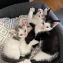 Photo of Sylvester Located In Bentleigh East