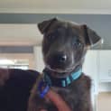 Photo of Tyler 10 Week Old Staffy X