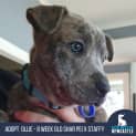 Photo of Ollie 10 Week Old Staffy X (Trial)