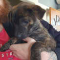 Photo of Bohdi   10 Week Old Staffy X