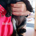Photo of Bohdi   10 Week Old Staffy X