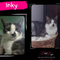 Photo of Inky