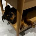 Photo of Dakota   16 Week Old Rottweiler X (Trial)