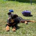 Photo of Dakota   16 Week Old Rottweiler X (Trial)