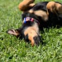 Photo of Dakota   16 Week Old Rottweiler X (Trial)