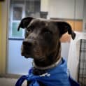 Photo of Stitch