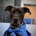 Photo of Stitch