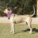 Photo of Cacia