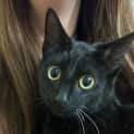 Photo of Midnight