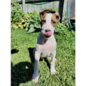 Photo of Mintie