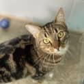 Photo of Willow