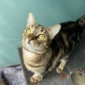 Photo of Willow