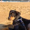 Photo of Elton 5 Month Old Kelpie X