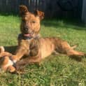 Photo of Marlo   1 Year Old Kelpie X (Trial 8/10/23)