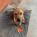 Photo of Marlo   1 Year Old Kelpie X (Trial 8/10/23)