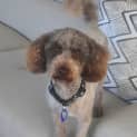 Photo of Louis   2 Year Old Miniature Poodle (Trial)