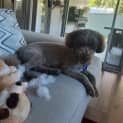 Photo of Louis   2 Year Old Miniature Poodle (Trial)