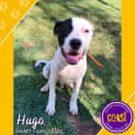 Photo of Hugo