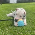 Photo of Pogo
