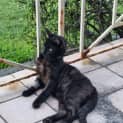 Photo of Kuro