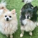 Photo of Coco And Chanel