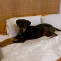 Photo of Elton 5 Month Old Kelpie X