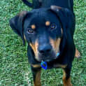 Photo of Elton 5 Month Old Kelpie X