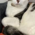 Photo of Boossy