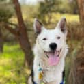 Photo of Boof