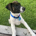Photo of Roxy