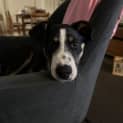 Photo of Yogi