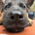 Photo of German Shepherd Puppies