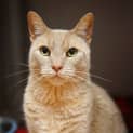 Photo of Fergus